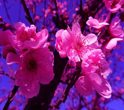 flowers, pink