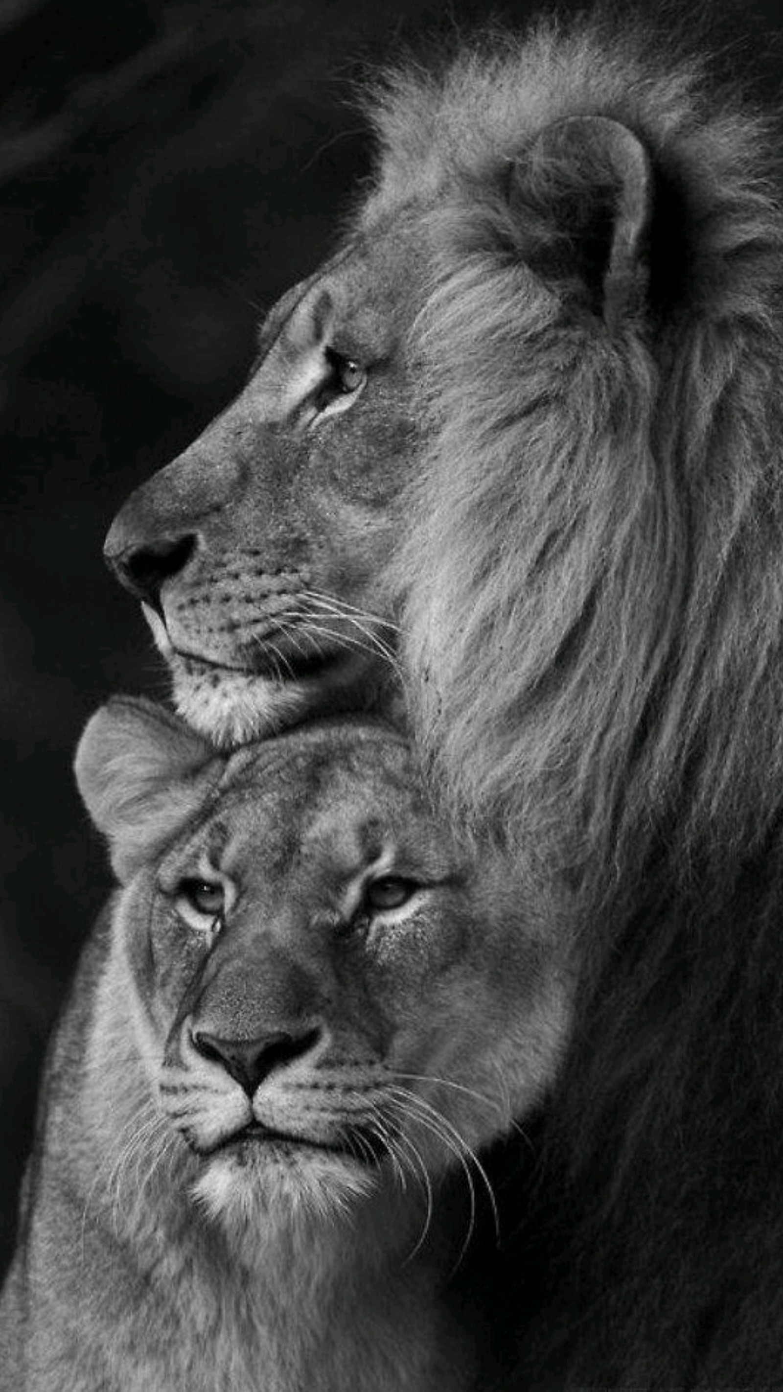 A close up of a lion and a lioness face to face (icio, lions)