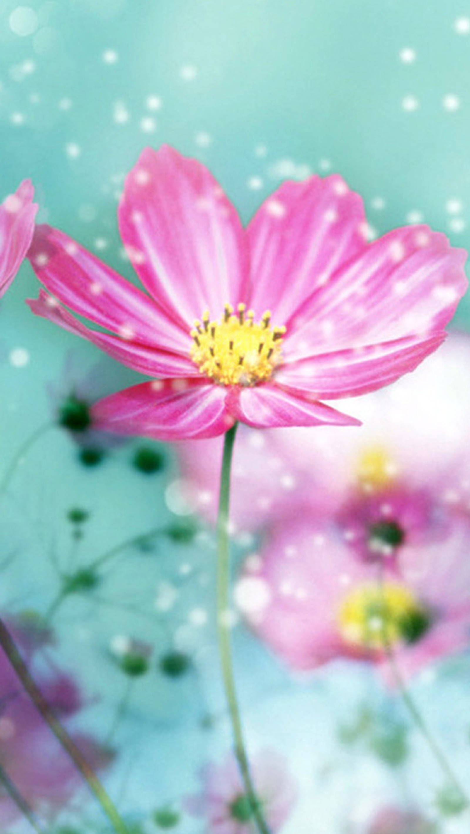 Há duas flores rosas no meio de um campo (flores, inverno)