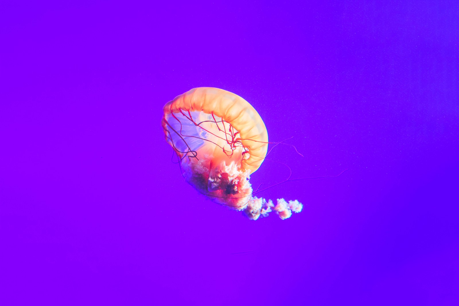 Medusas moradas en el agua con un fondo morado (violeta, cnidarios, medusa, invertebrado, biología marina)