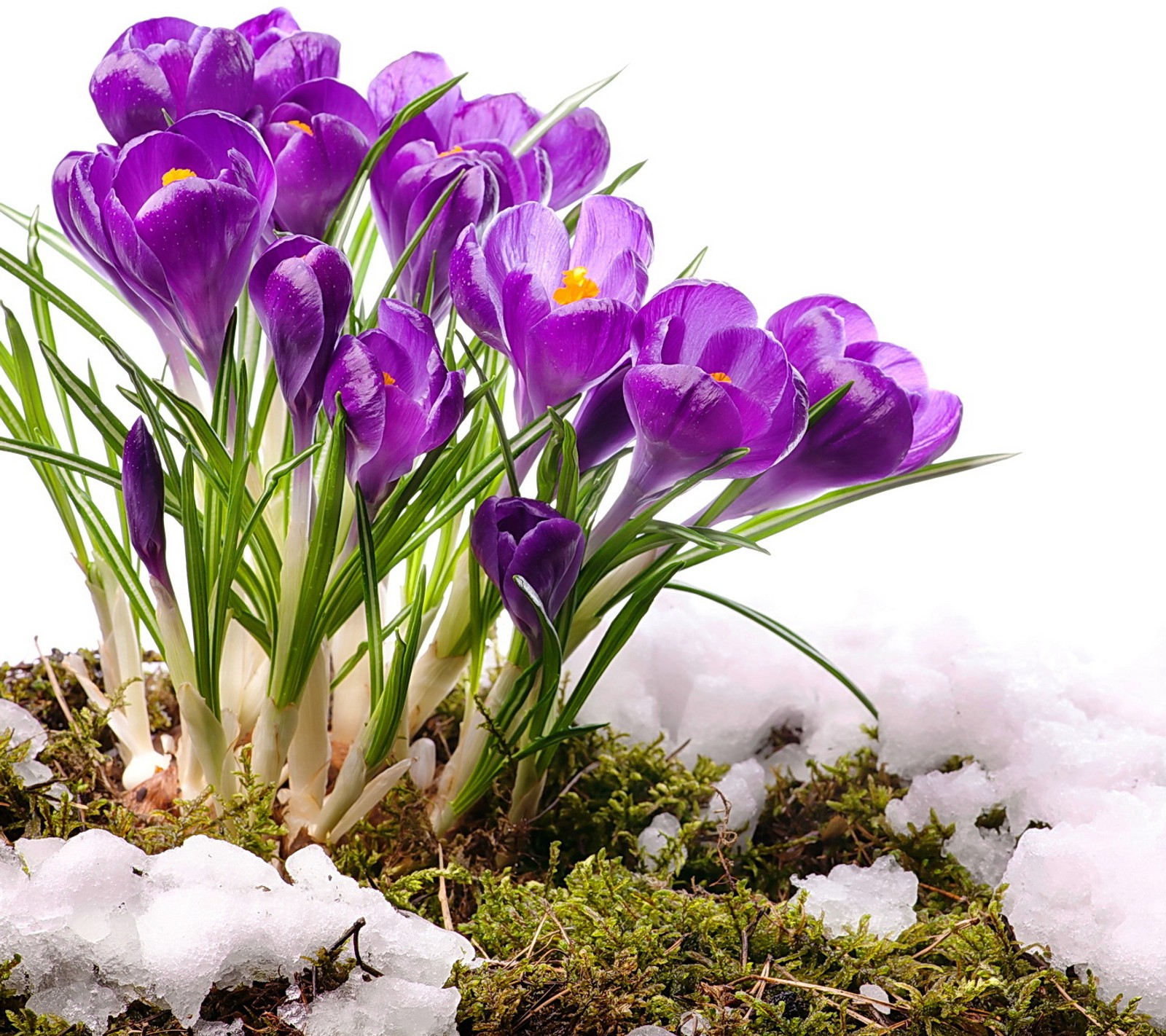 Purple flowers are growing out of the snow covered ground (crocuses, purple, snow, spring)