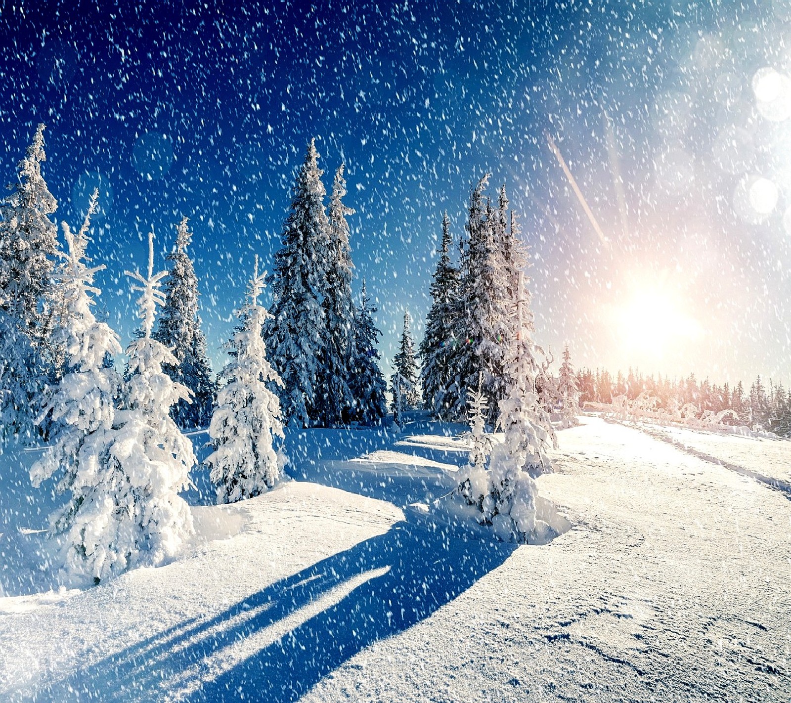 Snowy trees in the snow with a bright sun in the background (nature)