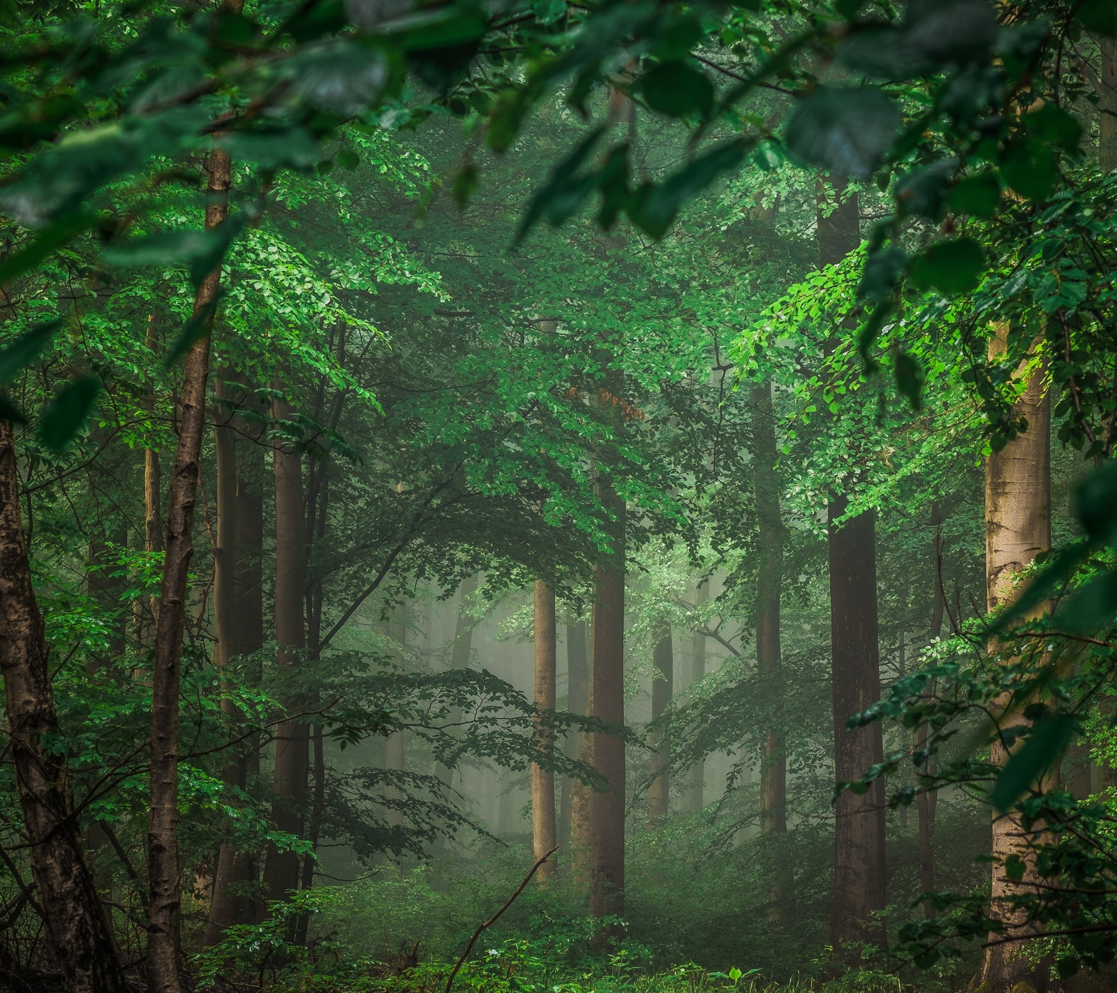 A view of a forest with a bench in the middle of it (forest, plant, tree)