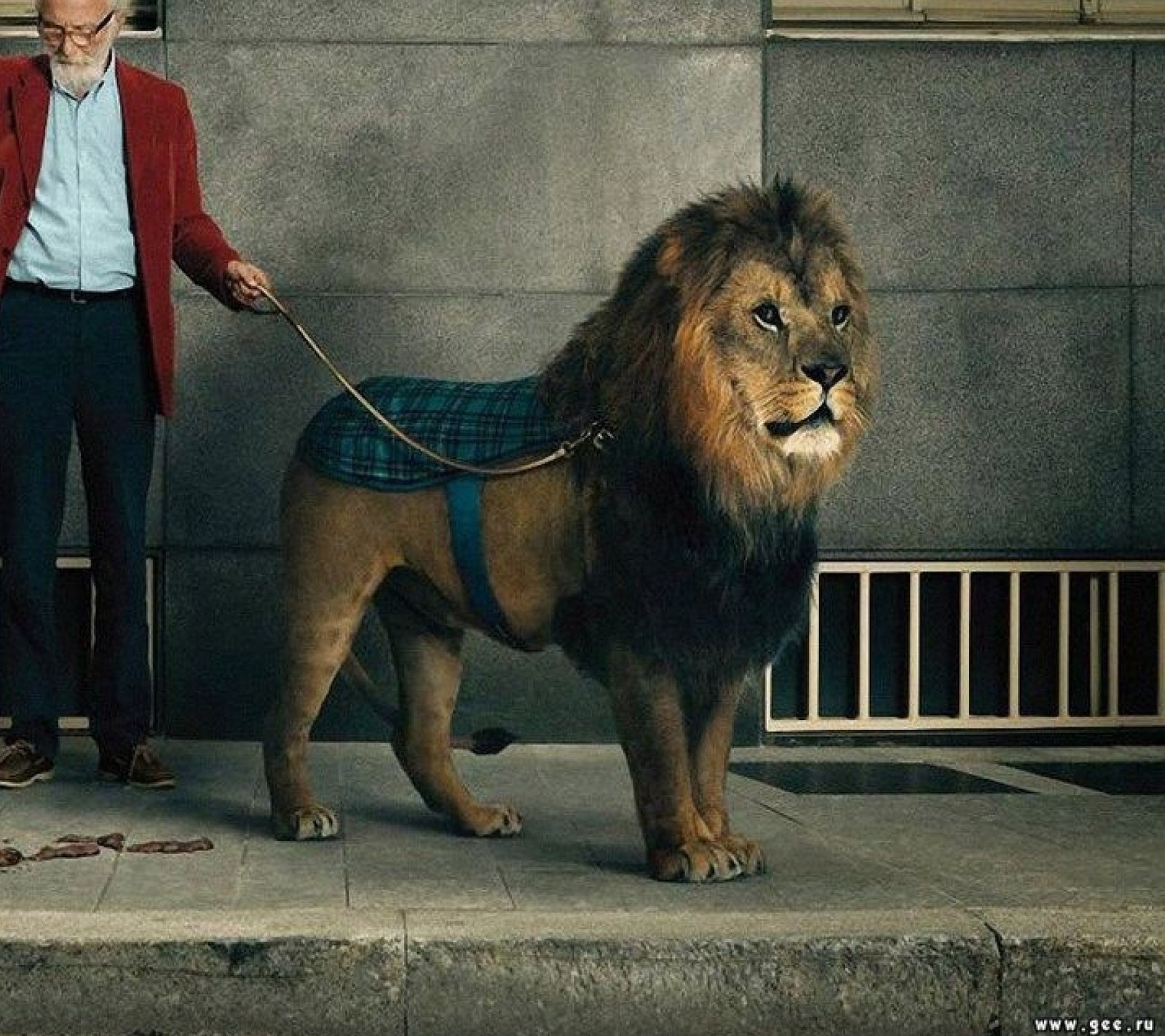 Araffe with a leash attached to a lion standing on a sidewalk (animals, big cats, lions)