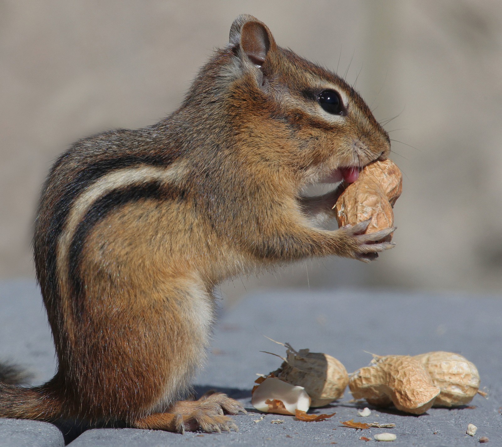 animal, squirrel wallpaper