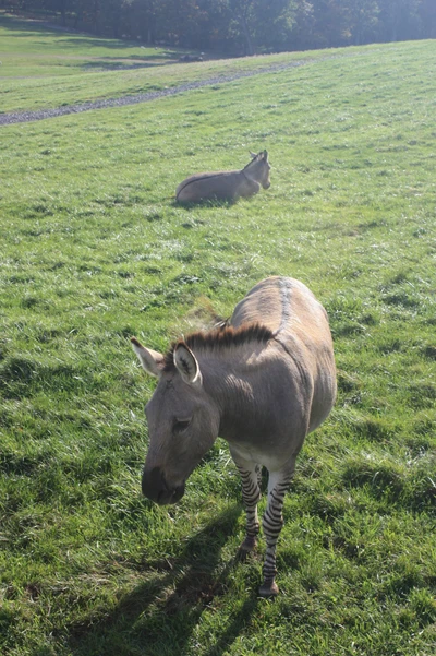 Zebra-Esel-Hybrid in einem üppigen grünen Feld