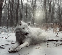 Lobo branco majestoso em uma floresta de inverno nevada