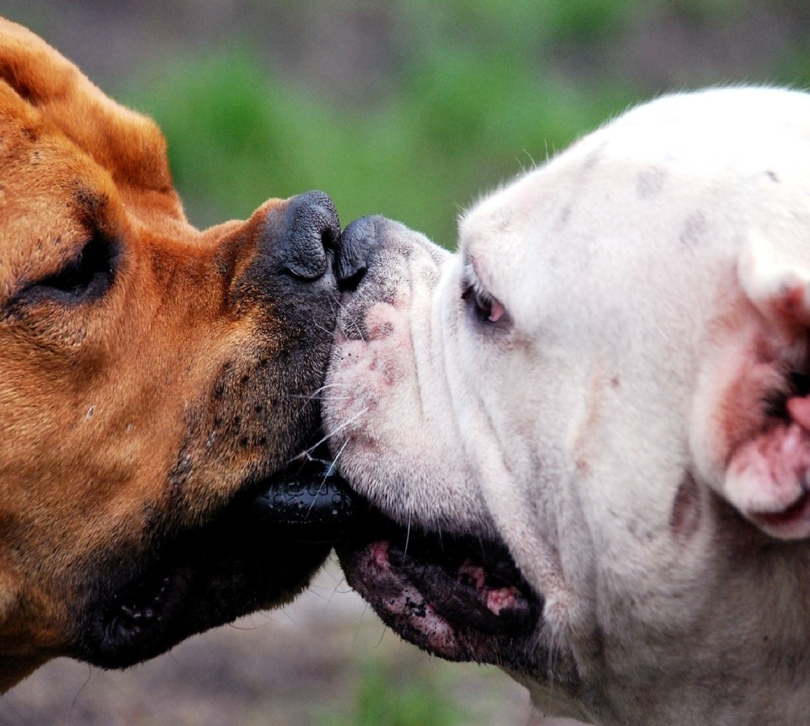 Há dois cães se beijando do lado de fora (conflito)