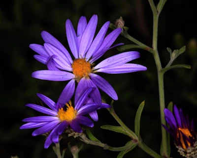 flower, lotus, purple