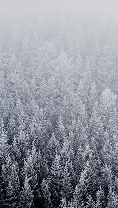 Snow-Covered Evergreen Forest in Winter