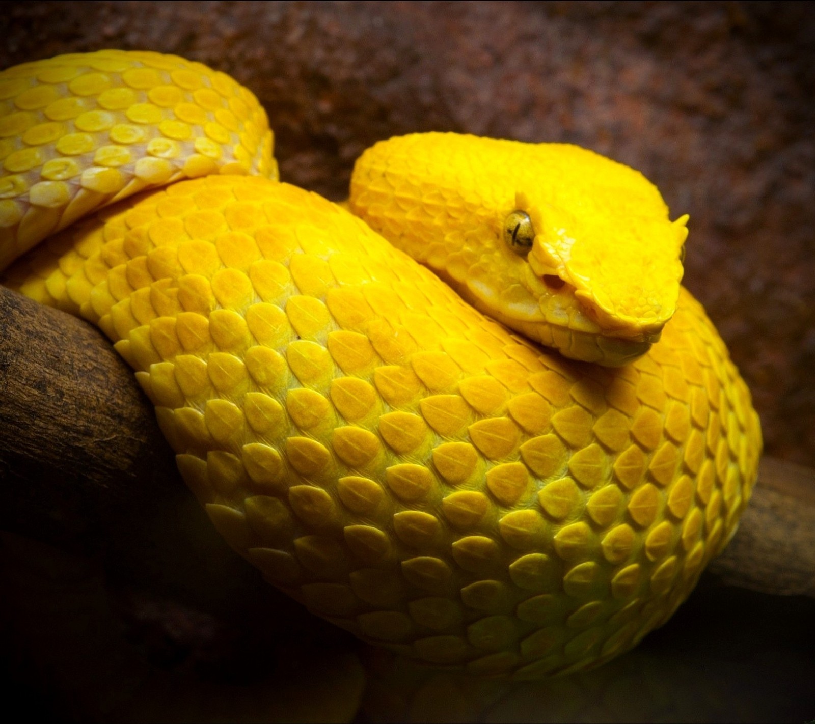 Yellow snake with a black eye on a branch (snake, yellow)