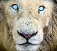 blue, eyes, lion