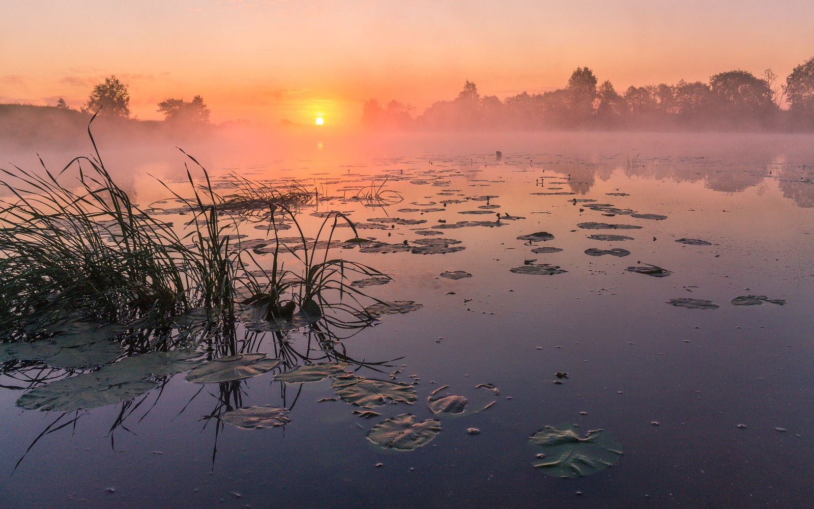 Vista de um lago com um monte de lírios d'água na água (reflexo, por do sol, anoitecer, água, natureza)