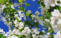 Flores brancas florescendo contra um céu azul claro