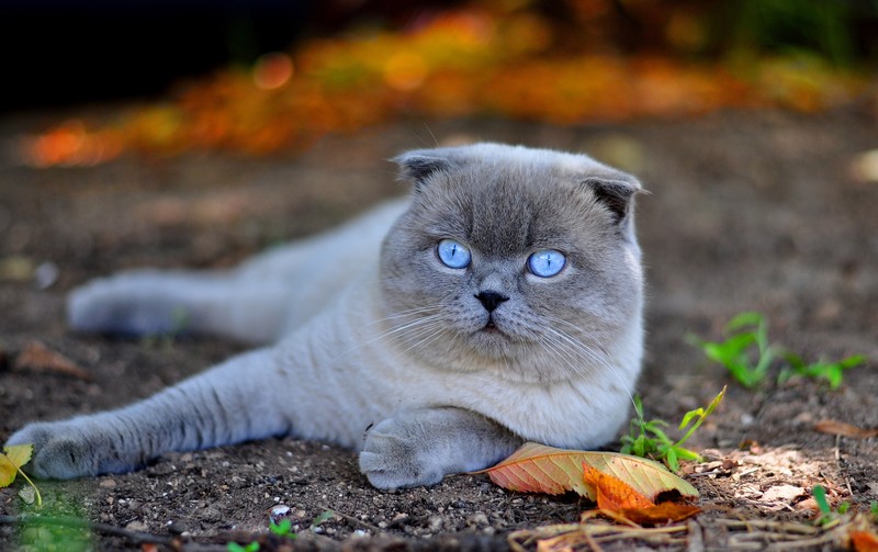 Кот с голубыми глазами лежит на земле (шотландская вислоухая, scottish fold, русская голубая, котёнок, британская короткошерстная)