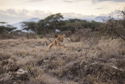 Un león descansando en la pradera del Serengeti, rodeado de arbustos y montañas distantes, encarnando la esencia de la naturaleza salvaje.