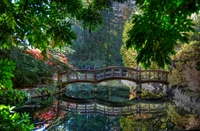 Jardim botânico sereno com uma ponte de madeira refletindo em águas calmas, cercado por vegetação exuberante e folhagem vibrante.