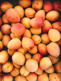 Fresh Apricots: Nature's Sweet Delight