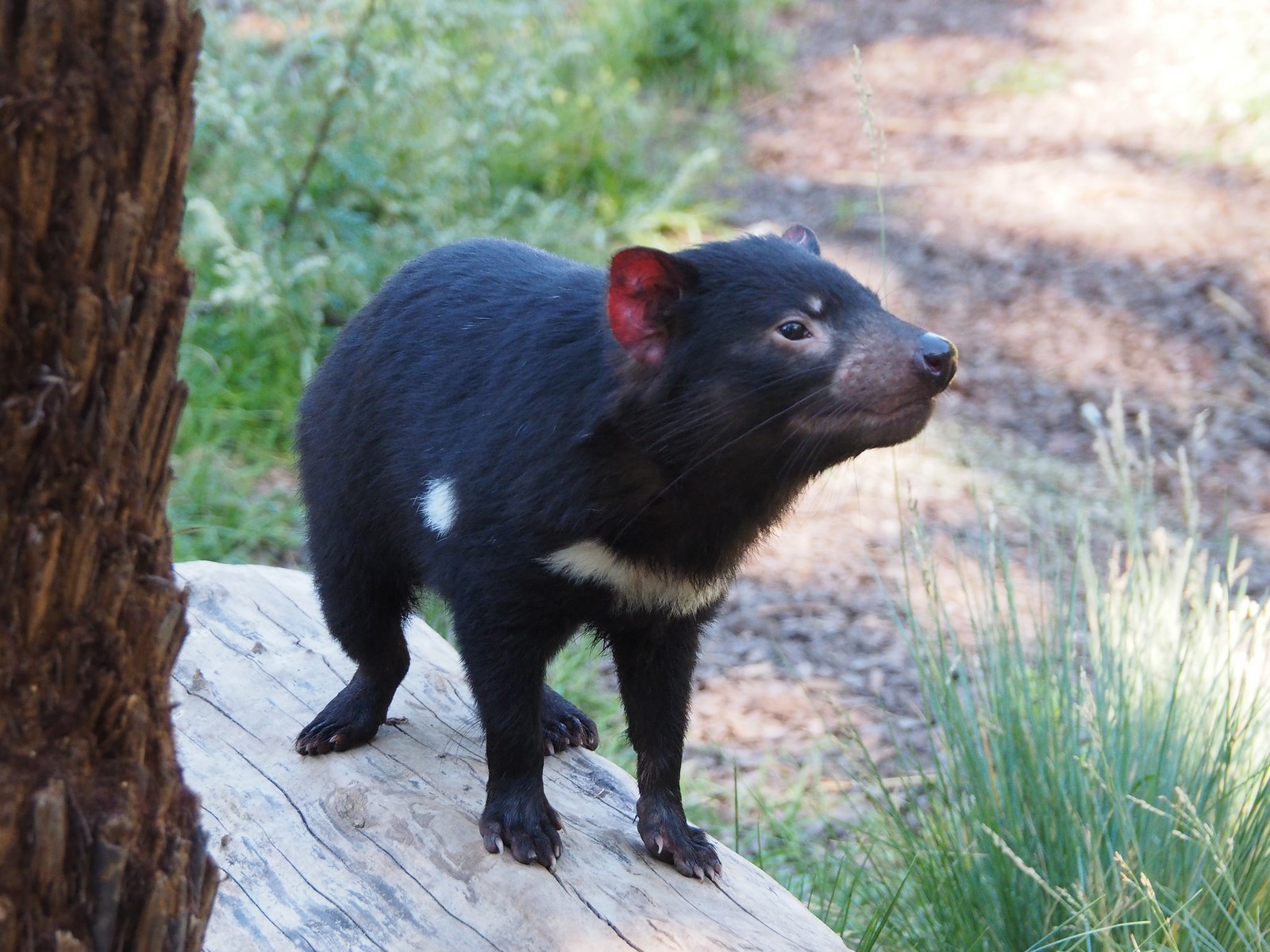 Um pequeno animal preto está em pé sobre um tronco (diabo da tasmânia, austrália, animal terrestre, marsupial, focinho)