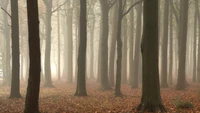 Bosque de outono nevoento em uma floresta temperada