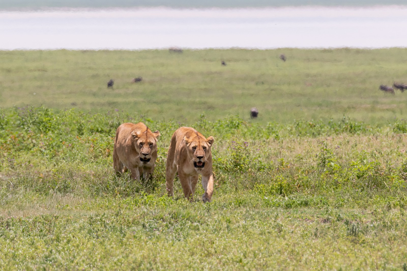 Lade wildleben, löwe, ostafrikanischer löwe, leopard, großkatze Hintergrund herunter