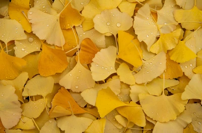 Folhas de ginkgo com gotas de orvalho na folhagem de outono