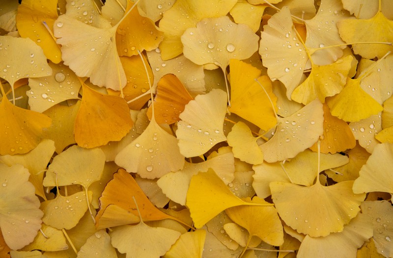 Близкий план кучи желтых листьев с каплями воды (ginkgo leaves, yellow leaves, осень, листва, роса)