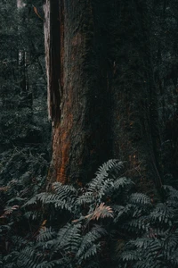 Majestätischer Altbaum umgeben von üppigen Farnen in einem nordischen Laubwald von Melbourne.