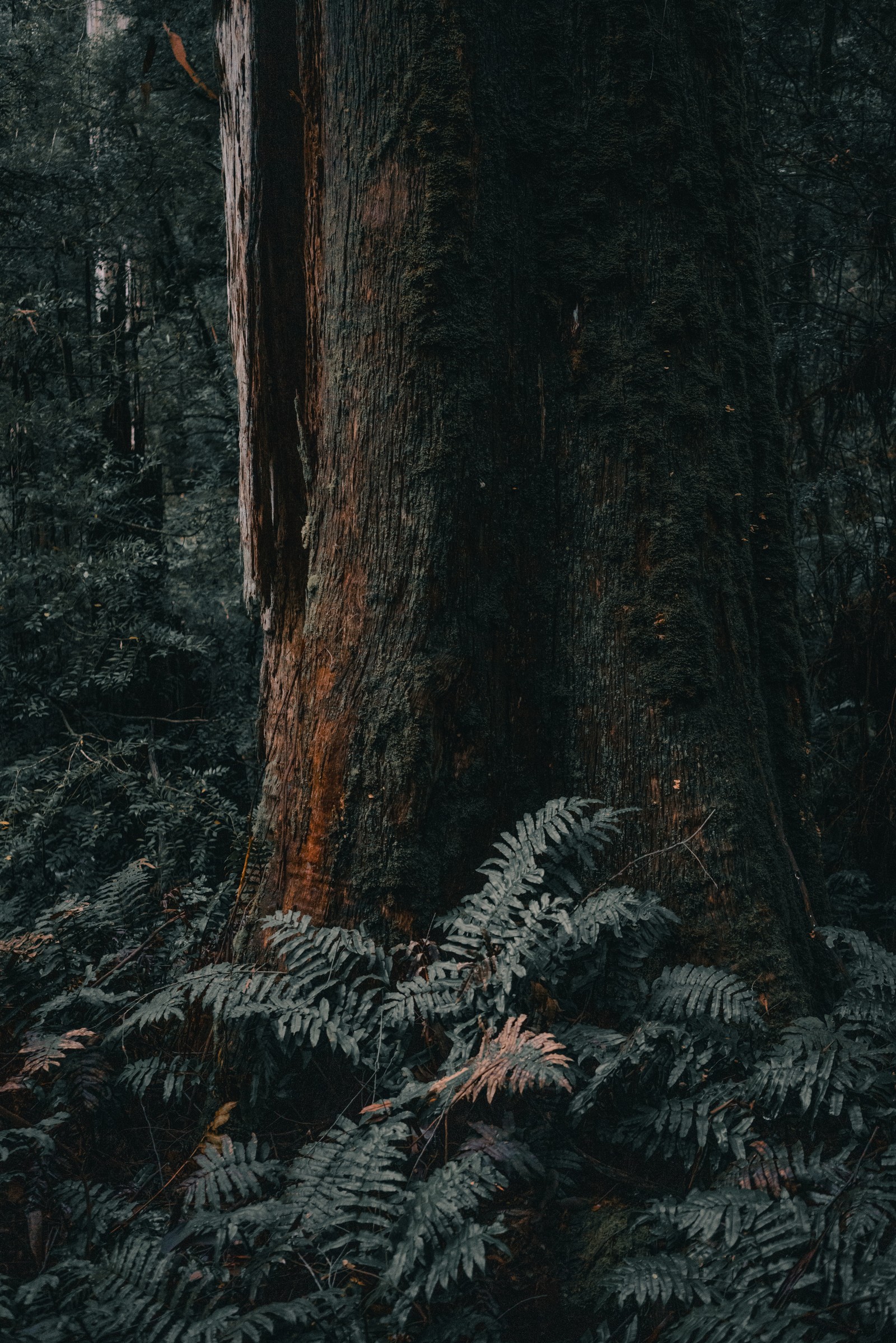 Hay uma árvore que está em pé na floresta com muitas folhas. (bosque, melbourne, árbol, bosque duro del norte, cañón de arma)