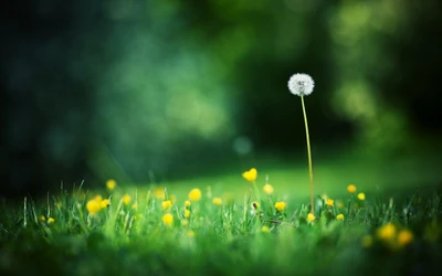 Diente de león entre flores silvestres de pradera