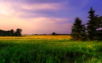 Prairie sereine au crépuscule : Champs verts vibrants sous un ciel violet