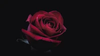 flower, plant, petal, hybrid tea rose, rose wallpaper