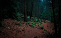 Serene Path Through a Lush Old Growth Forest