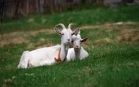 Deux chèvres reposent côte à côte dans une prairie verdoyante.