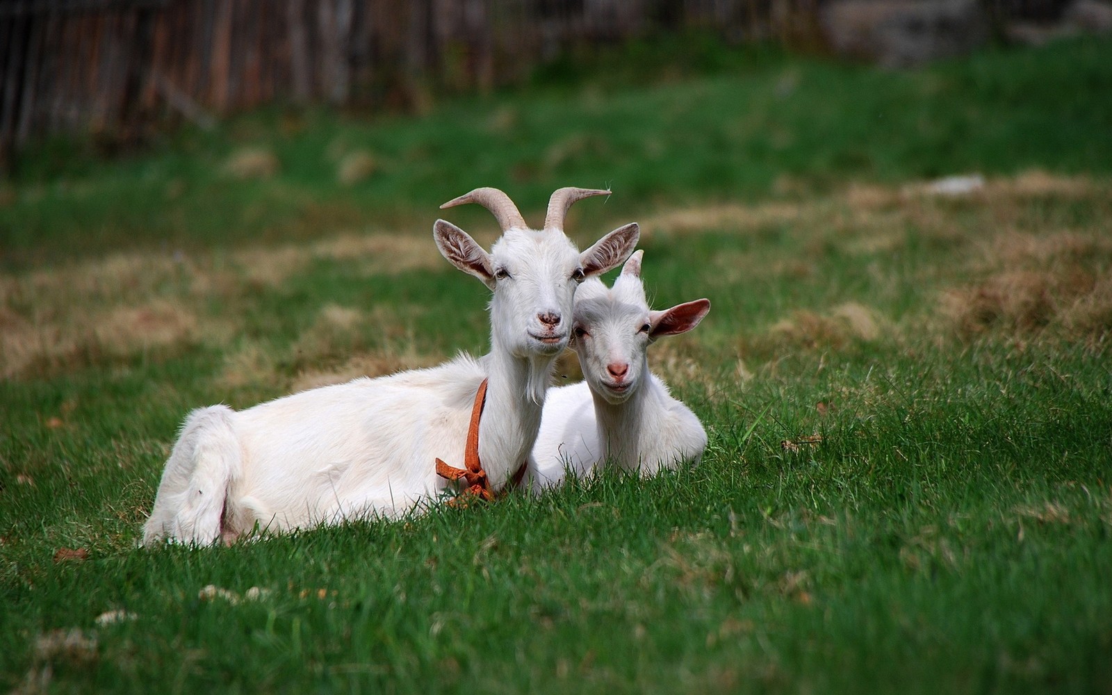 Las cabras están acostadas en la hierba con las cabezas juntas (cabras, cabra, ganado, pradera, pasteo)