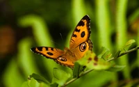 Borboleta laranja vibrante pousada em folhagem verde exuberante, exibindo padrões intrincados e beleza natural.