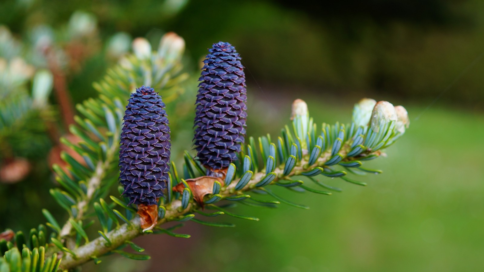 Il y a deux pommes de pin sur une branche de pin (cône de conifère, sapin, pinheiro, conifères, pin blanc de lest)