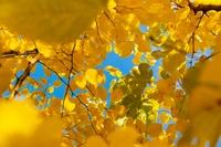 Lebendige Herbstdecke aus gelben Blättern vor einem klaren blauen Himmel