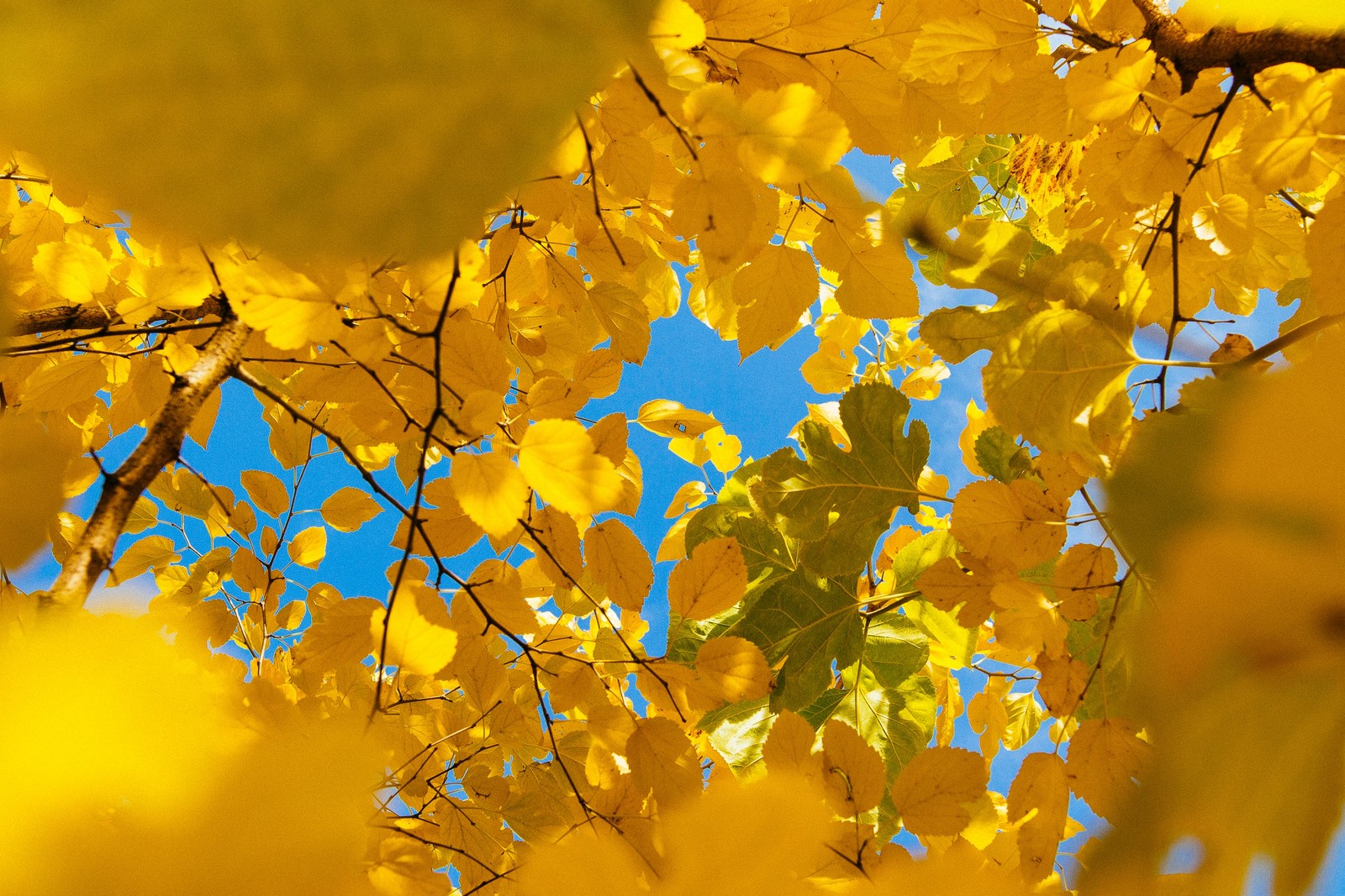 Descargar fondo de pantalla naturaleza, ramo, hoja, planta leñosa, otoño