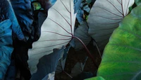 Textured Leaves of a Vibrant Terrestrial Plant