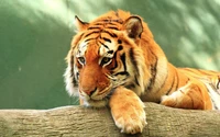 Majestic Bengal Tiger Resting on a Log