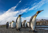 Um grupo de pinguins-rei se ergue orgulhosamente em uma paisagem rochosa da Antártica, sob um vibrante céu azul adornado com nuvens finas.