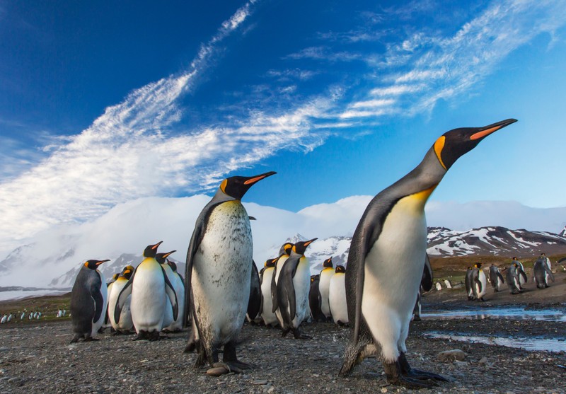 Арафы пингвинов, стоящих в ряд на пляже (антарктика, antarctica, королевский пингвин, пингвин, некрылый птица)