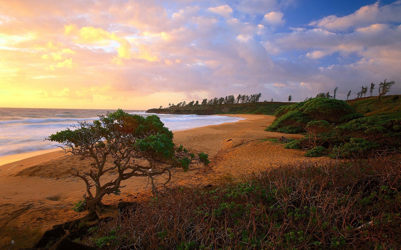 Vue d'une plage avec un arbre solitaire sur le rivage (plage, rivage, la côte, mer, matin)