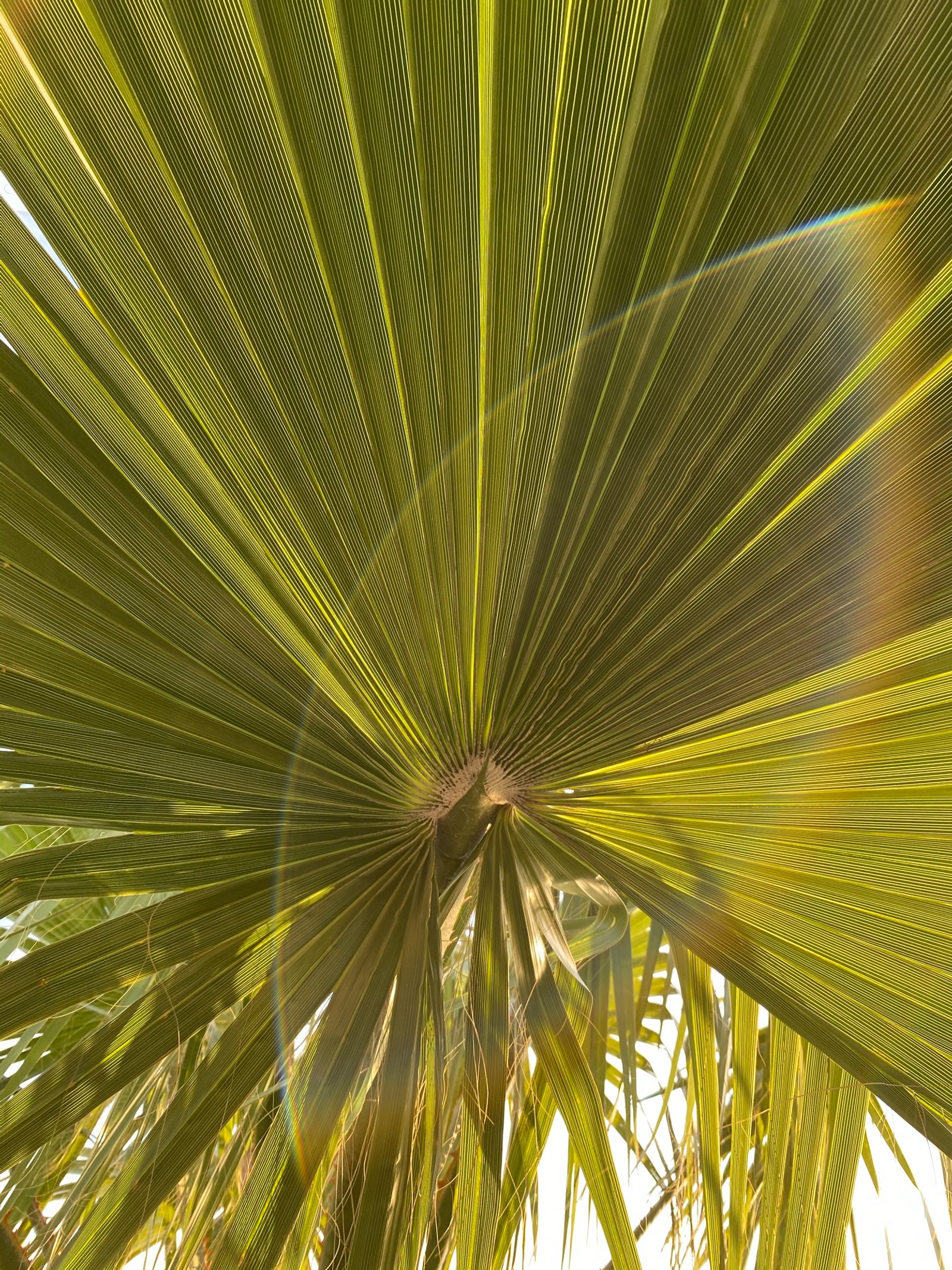 Nahaufnahme einer palme mit der sonne, die durch sie scheint. (blatt, pflanzenstängel, bodenpflanze, baum, palme)