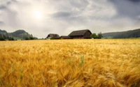 Campos de cevada dourada sob um céu nublado com casa de fazenda