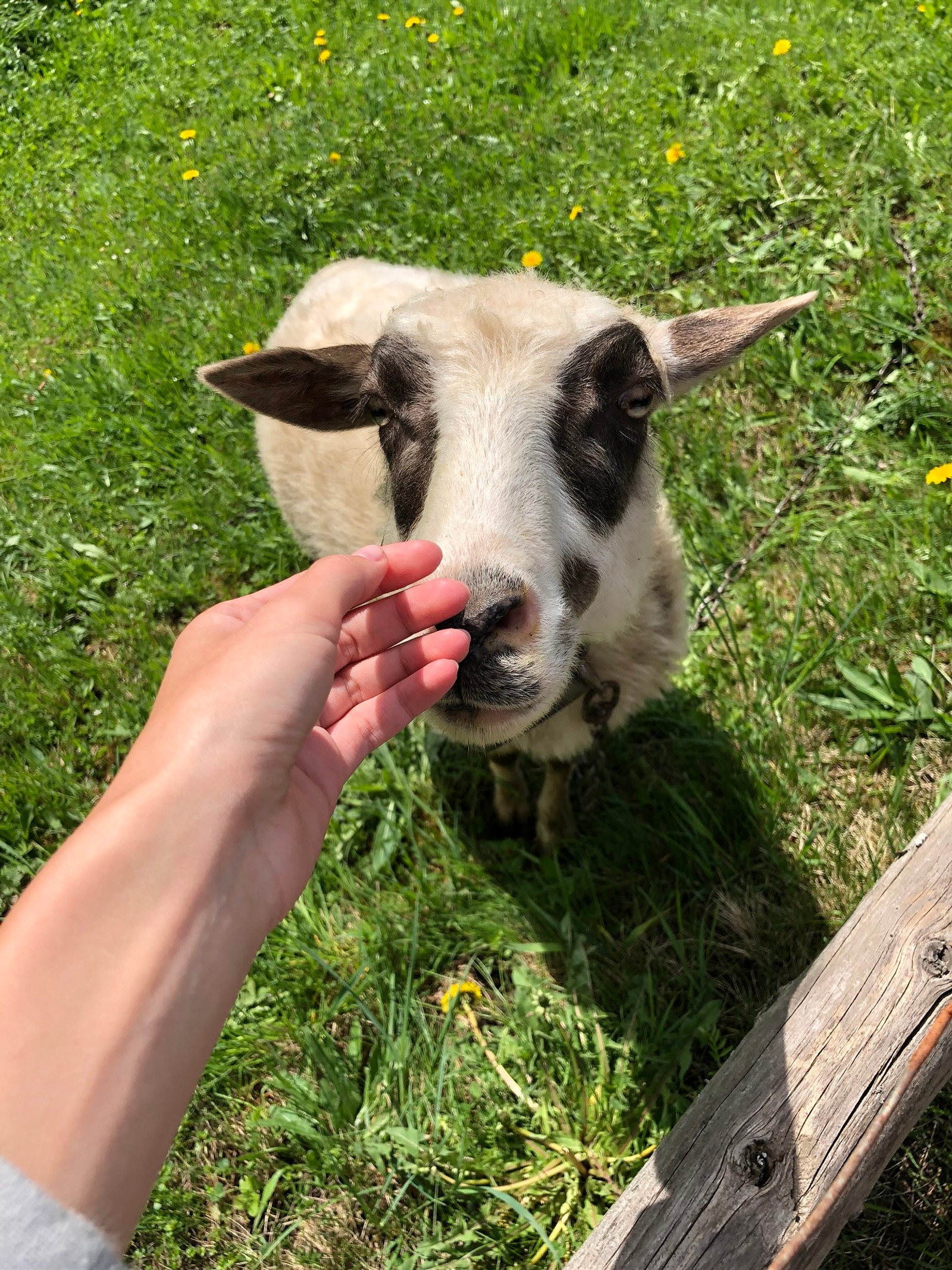 Téléchargez le fond d'écran chèvre, moutons, pâturage, herbe, personnes dans la nature