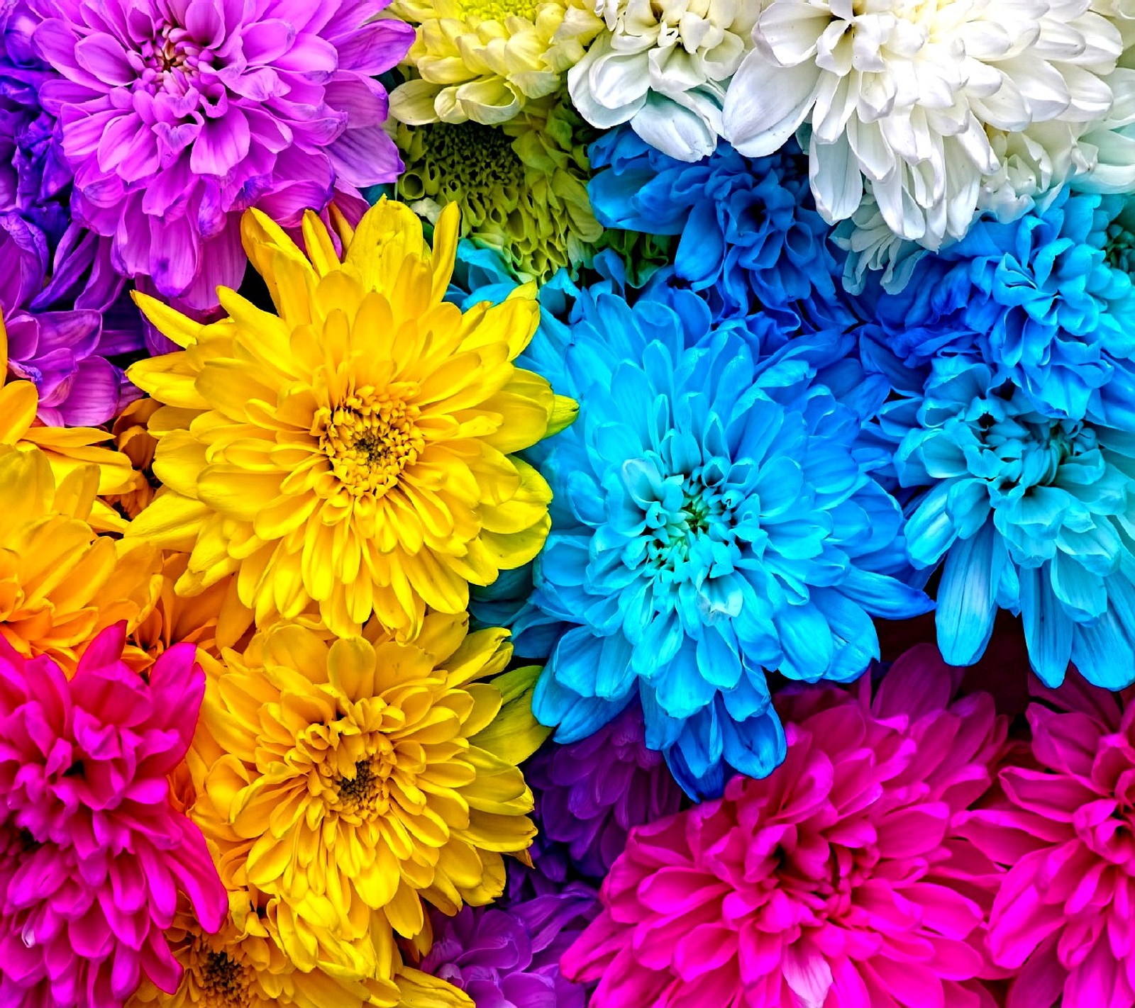 A close up of a bunch of colorful flowers with a white background (flowers)