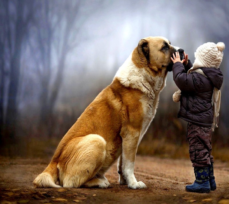 Junge und hund im wald (liebe)