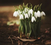 fleurs, perce neige, printemps, blanc